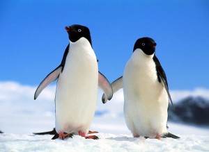 Adelie Penguin