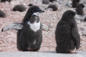 Adelie Penguin Chiks