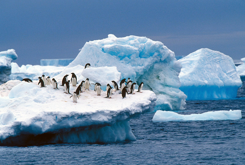 Penguin Habitat Where Do Penguins Live BXEZAV