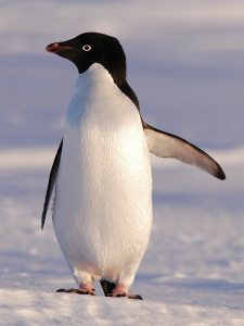 Adelie Penguin Images