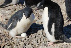 Adelie Penguin Nest