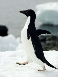 Adelie Penguin Photos