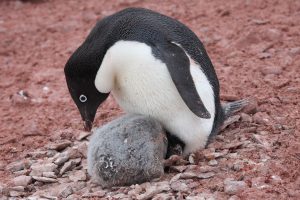 Adelie Penguin Pictures