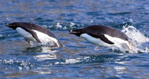 Adelie Penguin Swiming