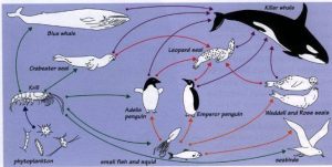 Adelie Penguins in the Arctic Food Chain