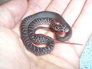 Baby Black Racer Snake