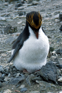 Baby Macaroni Penguin