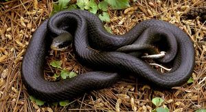 Black Racer Snake