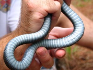 Black Racer Snake Belly