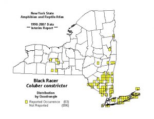 Black Racer Snake Distribution