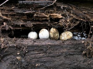 Black Racer Snake Eggs Images