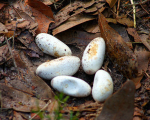 Black Racer Snake Eggs Pictures