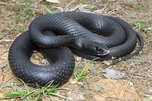 Black Racer Snake Photos