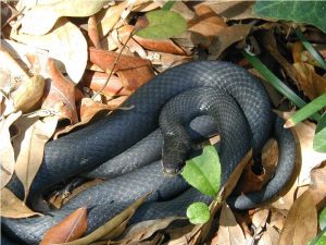 Black Racer Snake Pictures