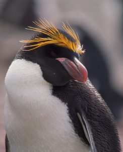 Macaroni Penguin