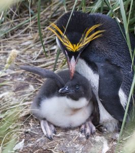 Macaroni Penguin Babies