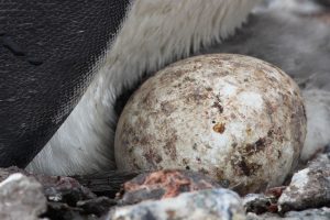 Macaroni Penguin Eggs