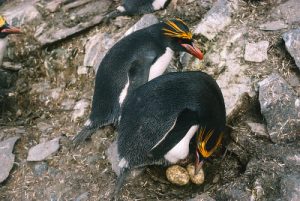 Macaroni Penguin Eggs Pictures