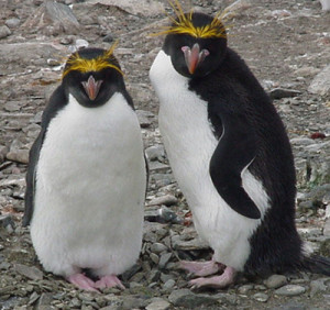 Macaroni Penguin Images