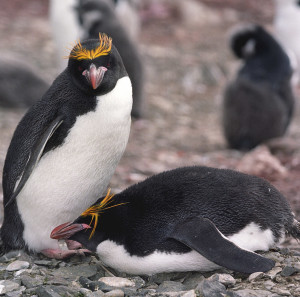 Macaroni Penguin Photos