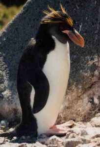 Macaroni Penguin Pictures