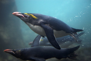 Macaroni Penguin Swimming