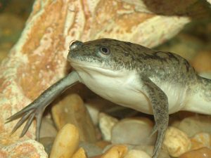 African Clawed Frog