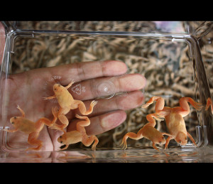 African Clawed Frog Baby