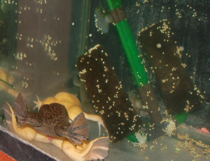 African Clawed Frog Eggs