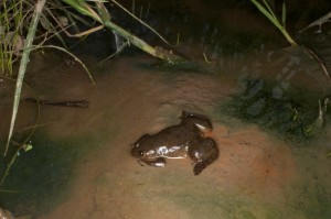 African Clawed Frog Images