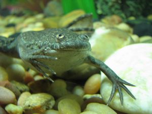 African Clawed Frog Photos