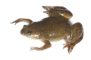 African Clawed Frog Pictures
