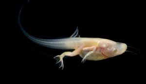 African Clawed Frog Tadpole