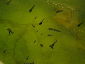 African Clawed Frog Tadpole Images