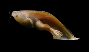 African Clawed Frog Tadpole Pictures