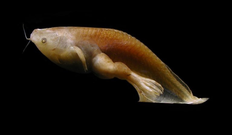 African Clawed Frog - Facts, Habitat, Diet, Pet Care, Pictures