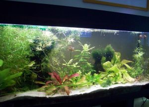 African Clawed Frog Tank