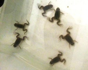 Baby African Clawed Frog