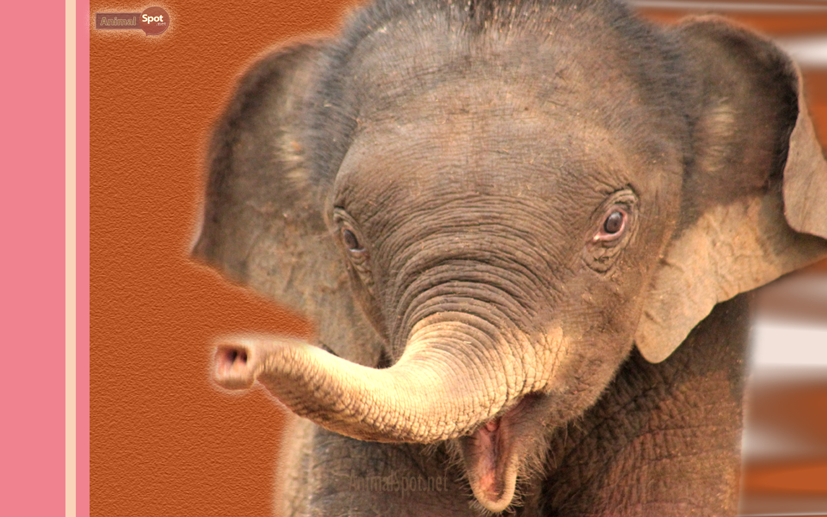 baby elephant wallpaper