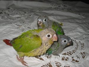 Baby Green Cheeked Conure