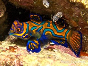 Baby Mandarinfish