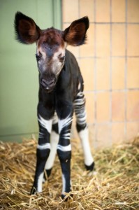 Baby Okapi