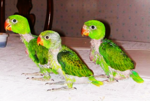 Baby Quaker Parrots