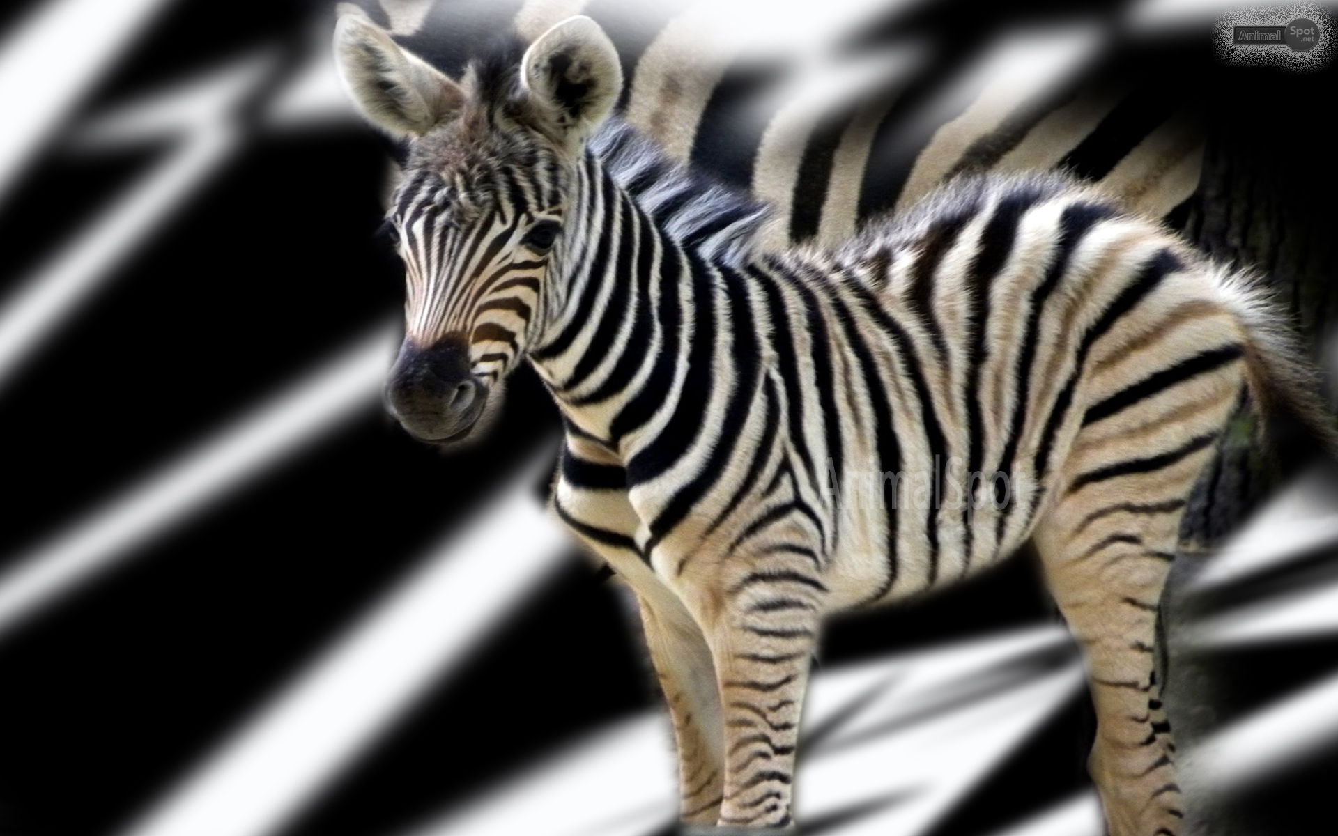 zebra wallpaper