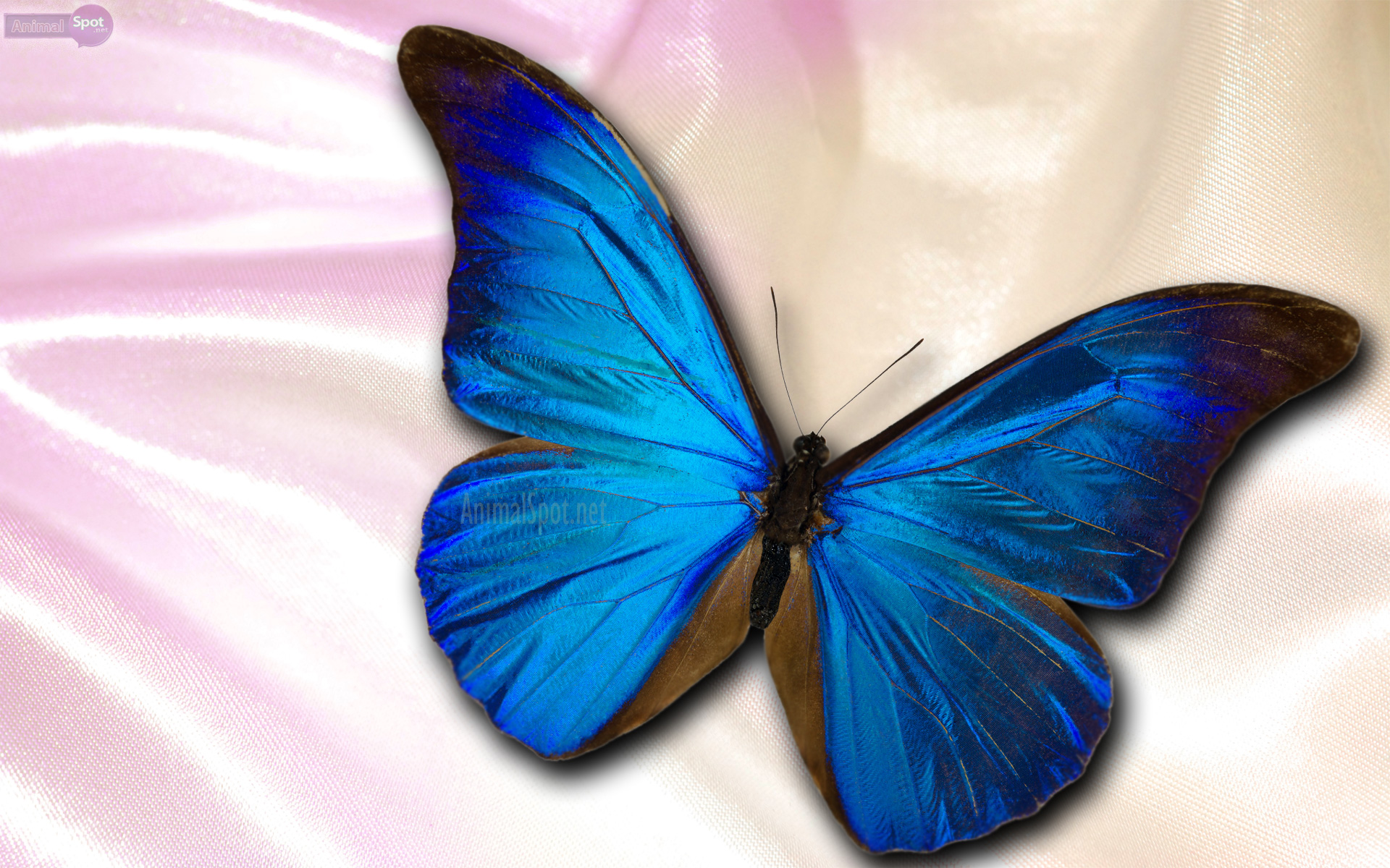 Compartir 208+ imagem butterfly background animation - Thcshoanghoatham ...