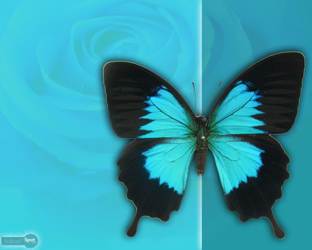 Best Butterfly Wallpapers And Backgrounds - Free To Download!