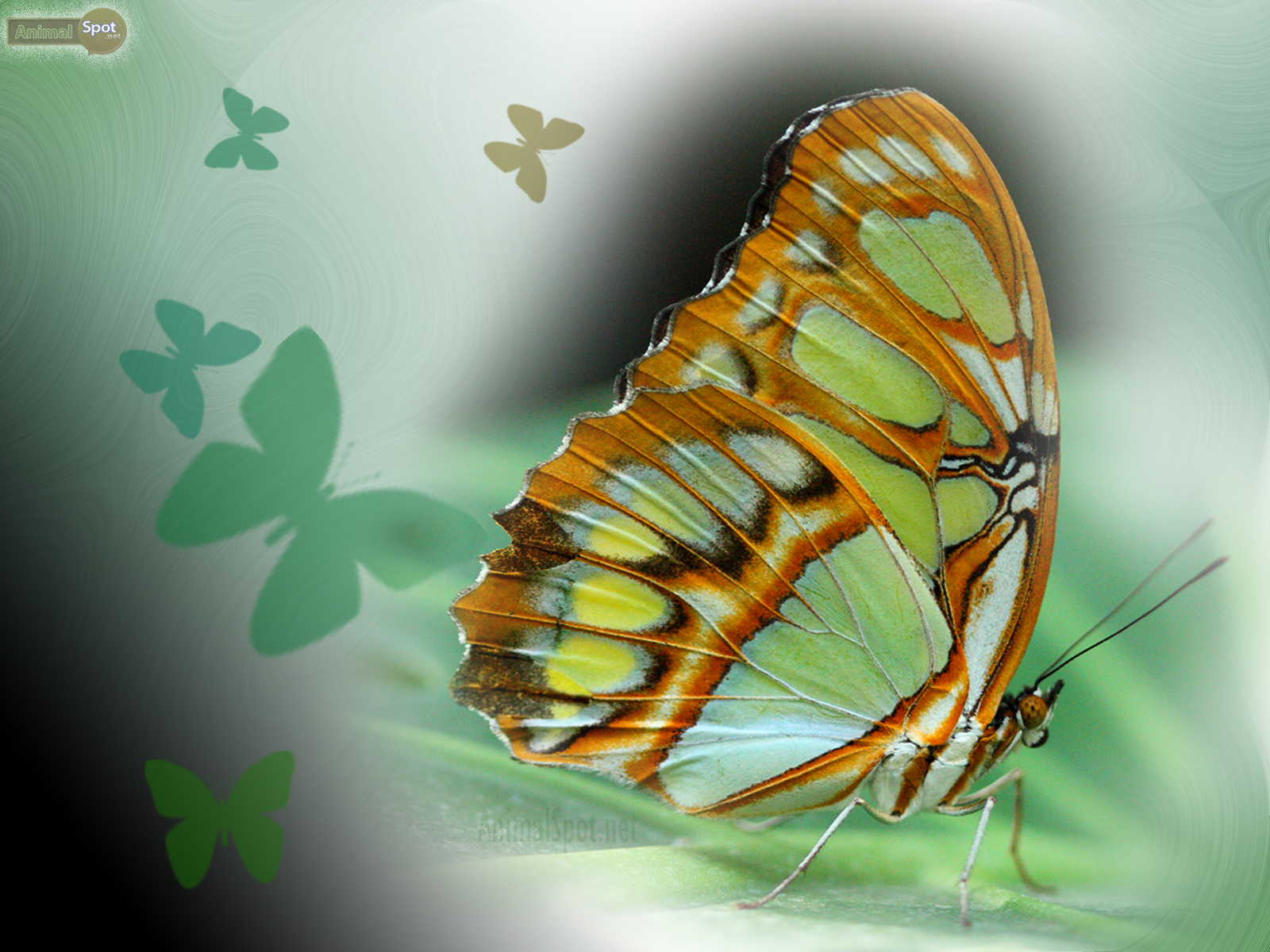 Animal Butterfly Wallpaper