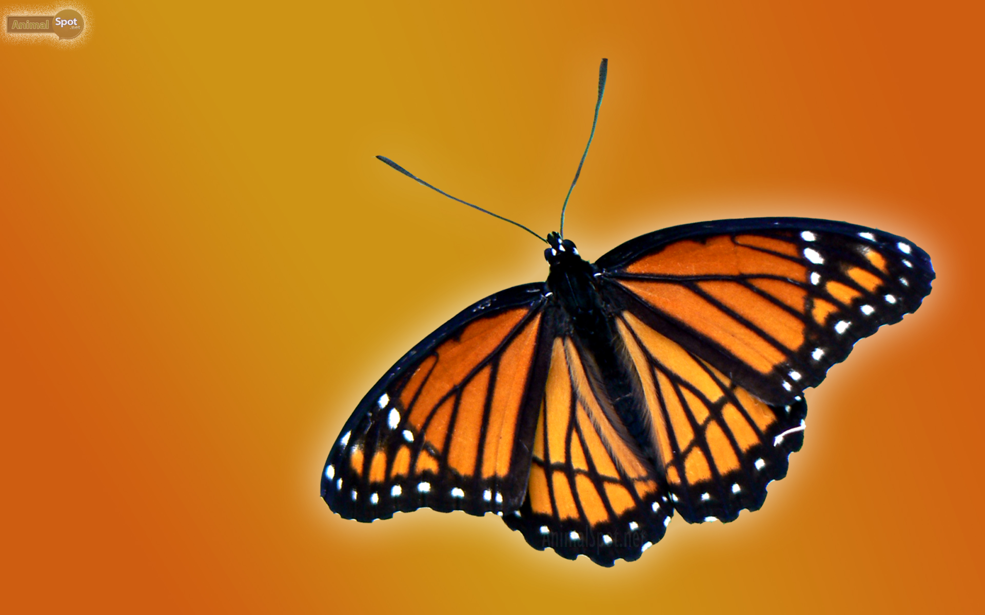 Cute Gray And Orange Butterfly With Blue Background 4K HD Butterfly  Wallpapers  HD Wallpapers  ID 59341