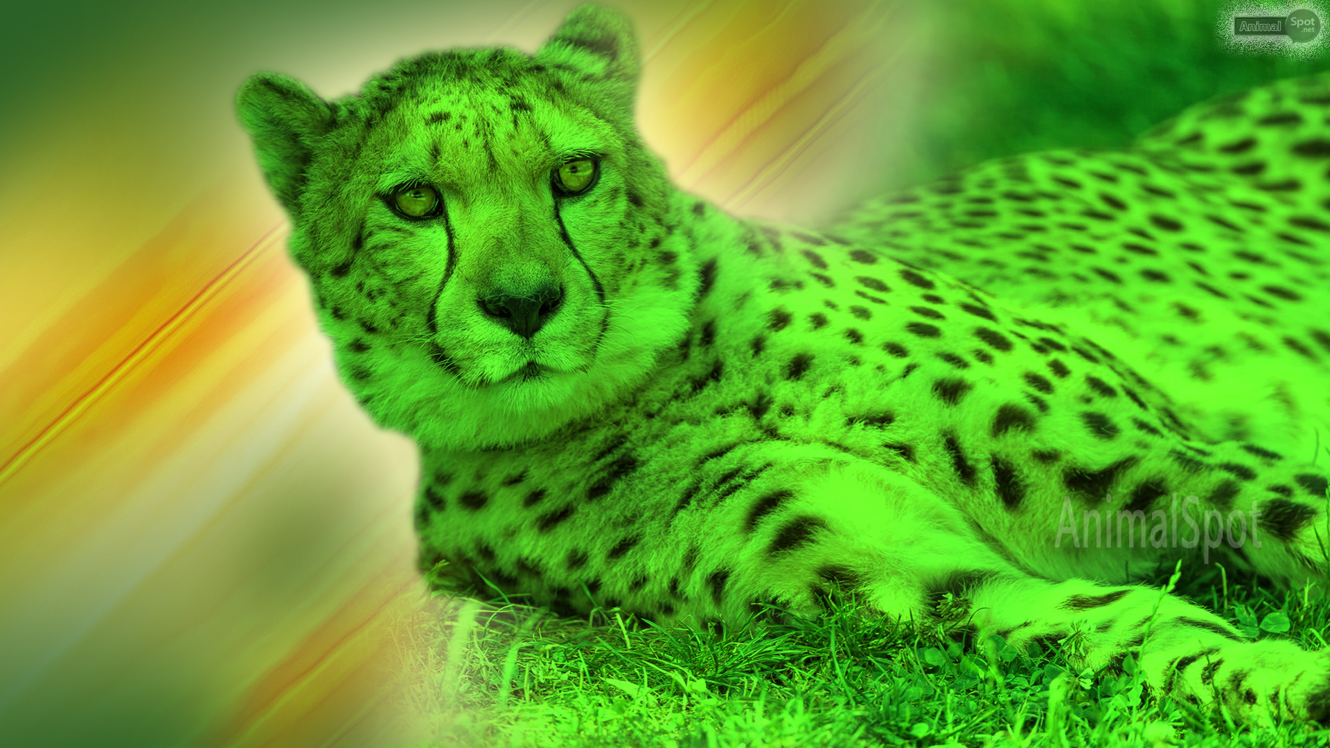 100+] Cheetah Wallpapers