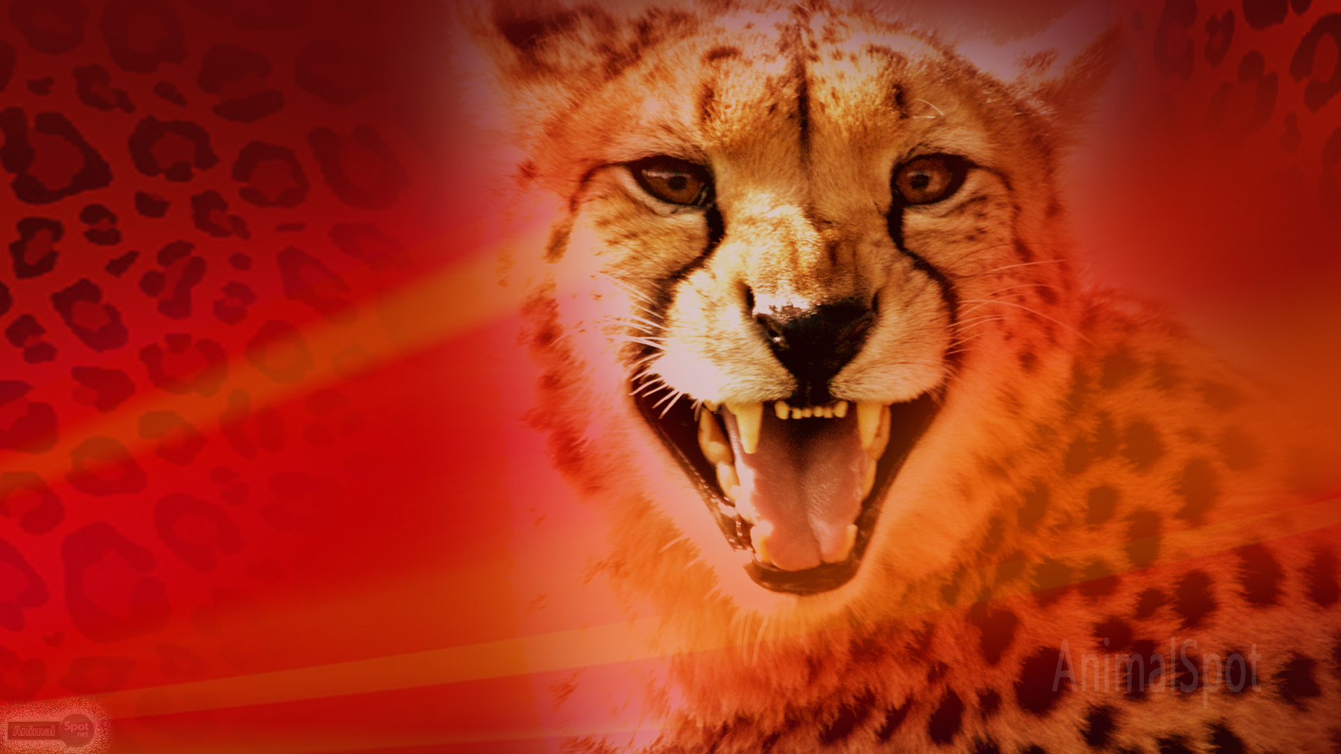 Cheetah Wallpaper and background - Animals Town